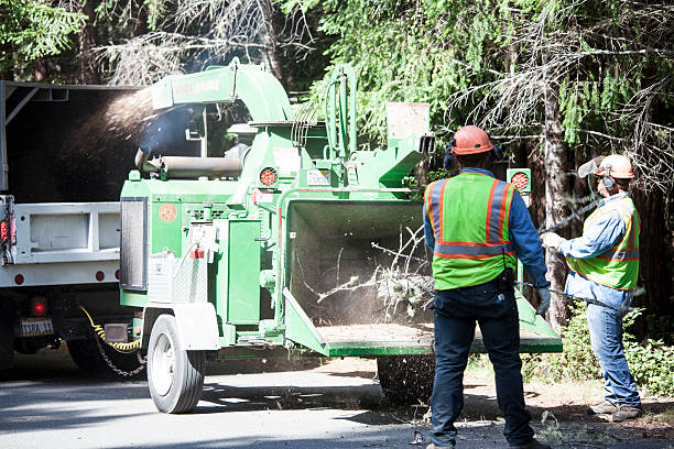 How Our Tree Care Process Works  in  Paoli, PA